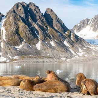 Walrus Colony at Rest — Svalbard, Arctic Norway