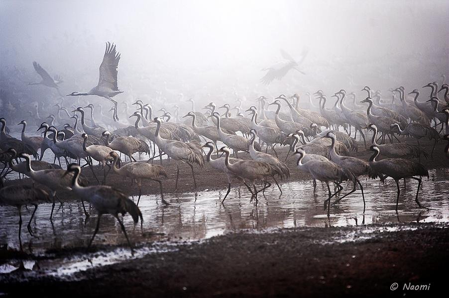 Cranes in Morning Mist — Hula Valley, Israel — Fine art canvas print by Naomi McLeod