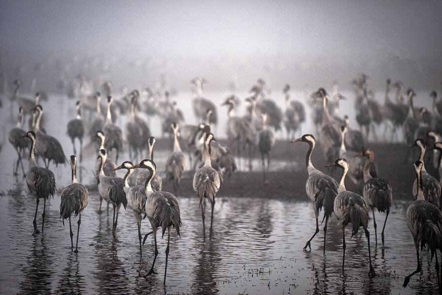 Cranes in the Mist — Hula Valley, Israel | Fine Art Wildlife Print — Fine art canvas print by Naomi McLeod