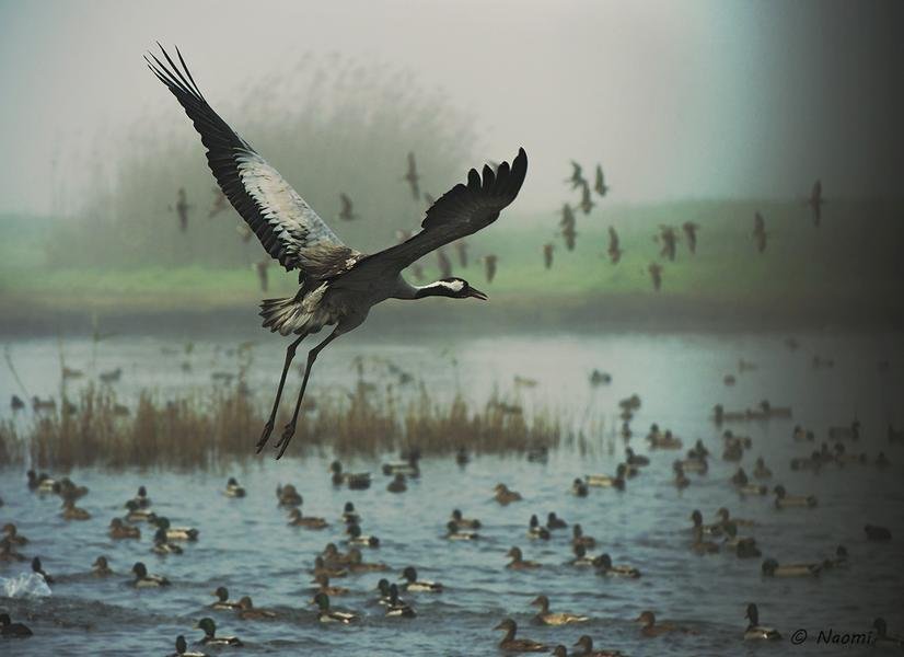 Crane in Flight — Misty Wetland at Dawn — Fine art canvas print by Naomi McLeod