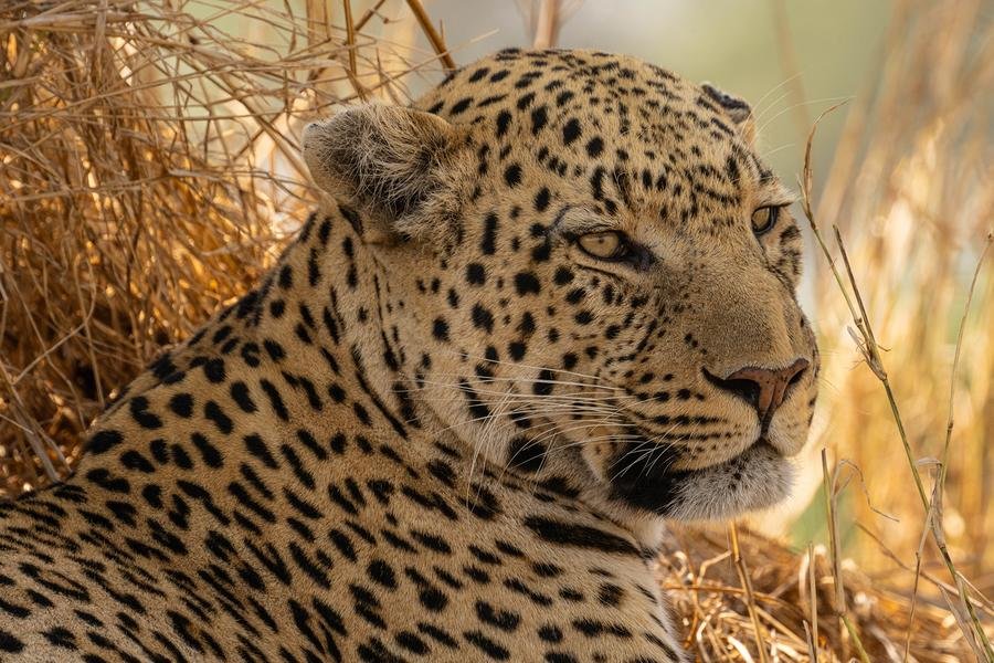 Leopard at Golden Hour — South African Bushveld Portrait — Fine art canvas print by Naomi McLeod