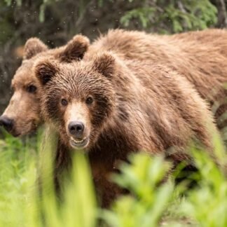 Grizzly Bear Pair — Great Bear Rainforest, British Columbia