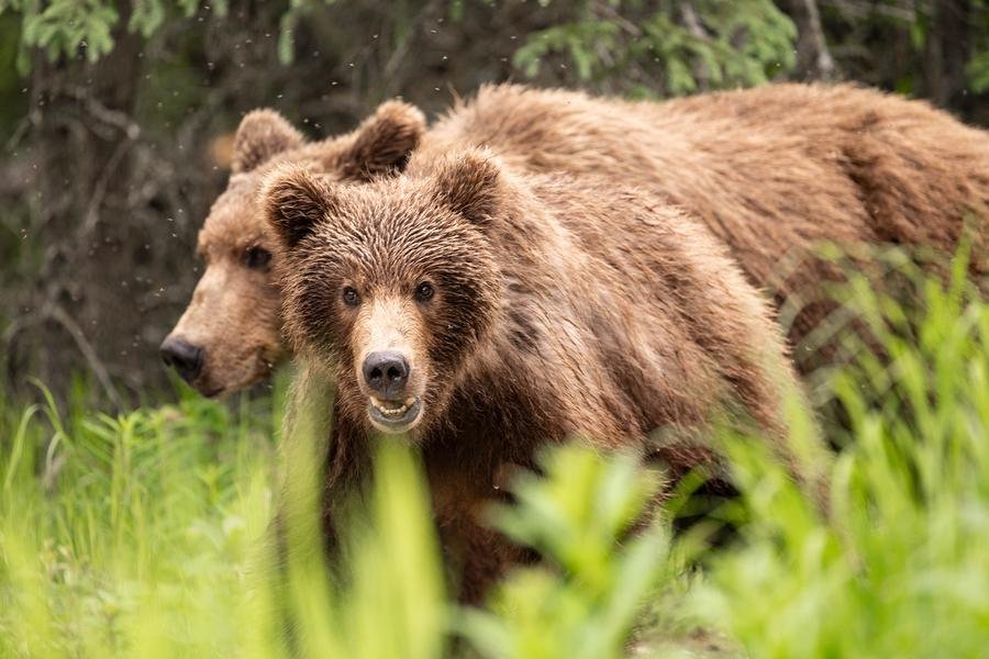 Grizzly Bear Pair — Great Bear Rainforest, British Columbia — Fine art canvas print by Naomi McLeod