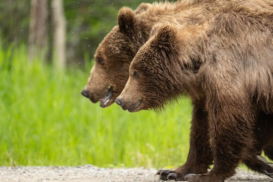 Brown Bears in Tandem — Finnish Wilderness — Fine art canvas print by Naomi McLeod