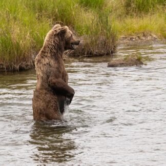 Brown Bear Standing in River — Katmai, Alaska