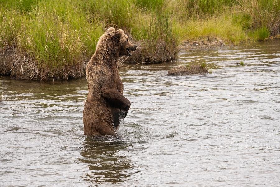 Brown Bear Standing in River — Katmai, Alaska — Fine art canvas print by Naomi McLeod