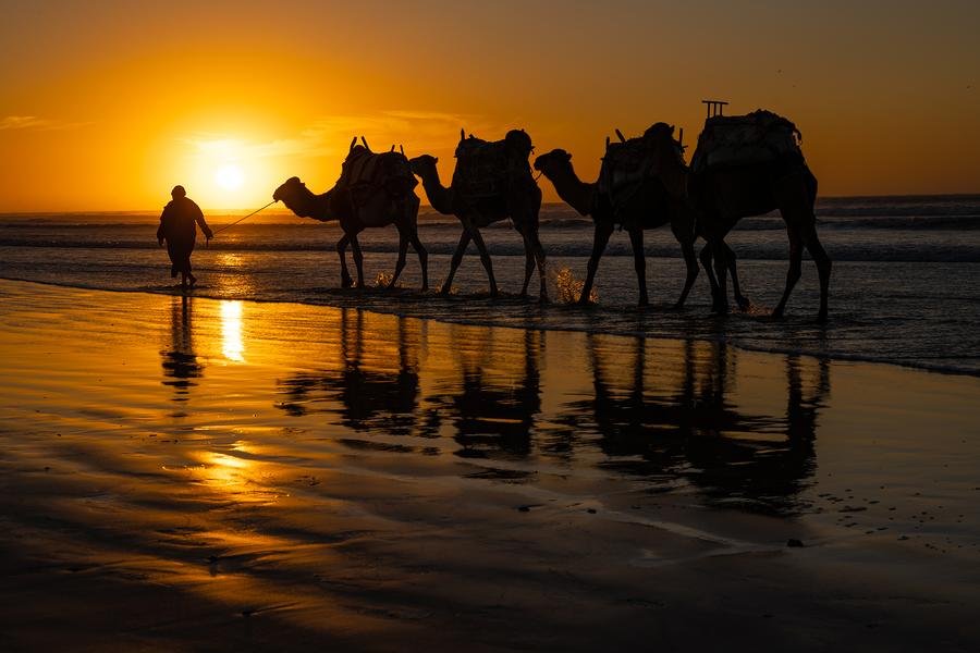 Camel Caravan at Sunset — Essaouira, Morocco — Fine art canvas print by Naomi McLeod