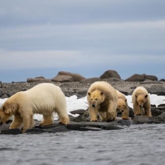 Polar Bear Family — Svalbard, Arctic Norway
