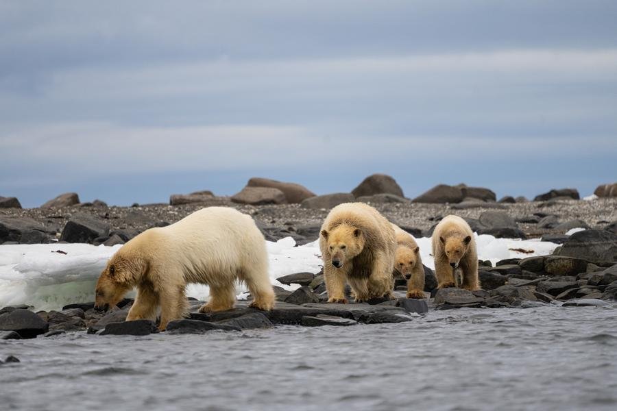 Polar Bear Family — Svalbard, Arctic Norway — Fine art canvas print by Naomi McLeod
