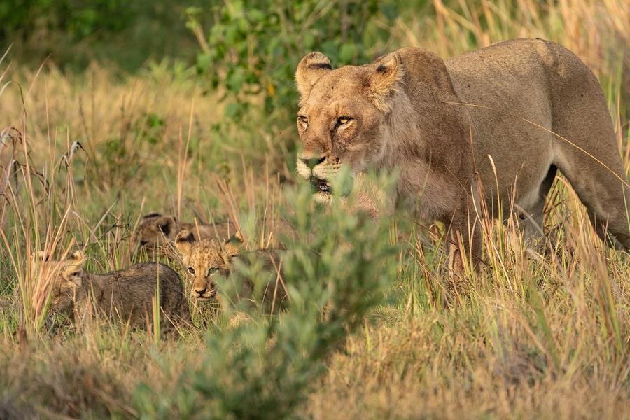 Lioness and Cubs — Golden Hour in the Masai Mara, Kenya — Fine art canvas print by Naomi McLeod