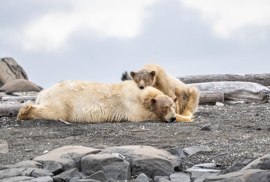 Mother and Cub — Polar Bears at Rest, Wrangel Island, Russia — Fine art canvas print by Naomi McLeod