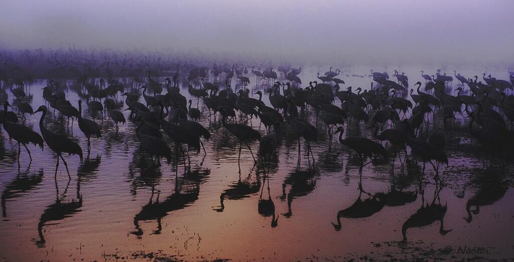 Cranes at Dawn — Hula Valley, Israel | Misty Migration — Fine art canvas print by Naomi McLeod