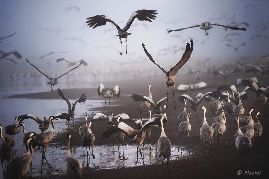 Cranes at Dawn — Hula Valley Migration, Israel — Fine art canvas print by Naomi McLeod