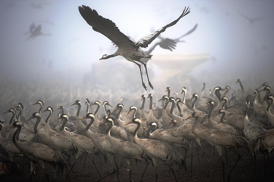 Crane Rising at Dawn — Hula Valley Migration, Israel — Fine art canvas print by Naomi McLeod