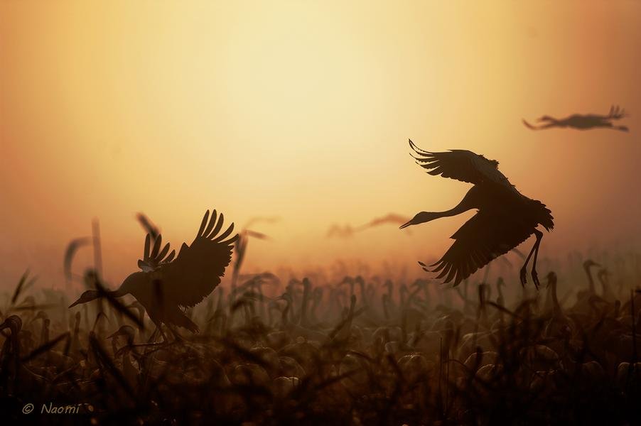 Cranes at Dawn — Hula Valley, Israel | Migration Silhouette — Fine art canvas print by Naomi McLeod