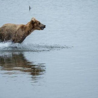 The Chase — Brown Bear Hunting Salmon, Katmai Alaska