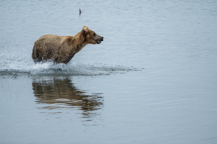 The Chase — Brown Bear Hunting Salmon, Katmai Alaska — Fine art canvas print by Naomi McLeod