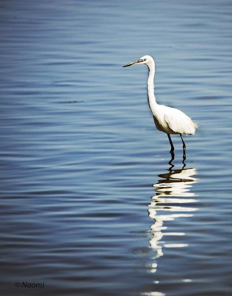 Egret Reflection — Minimalist Wildlife Photography — Fine art canvas print by Naomi McLeod