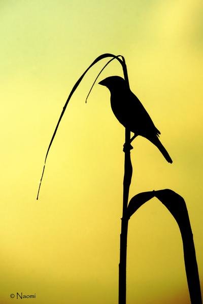 Songbird at Dusk — Golden Silhouette Wildlife Art — Fine art canvas print by Naomi McLeod