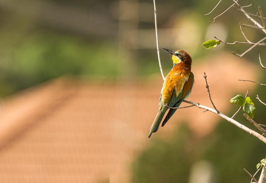 European Bee-eater at Golden Hour — Mediterranean Summer — Fine art canvas print by Naomi McLeod