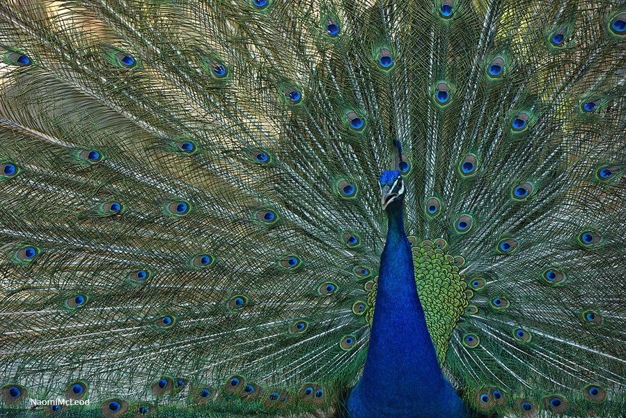 Peacock Display — Iridescent Plumage in Full Glory — Fine art canvas print by Naomi McLeod