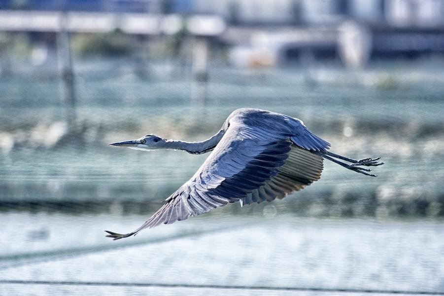 Great Blue Heron in Flight — Coastal Morning Light