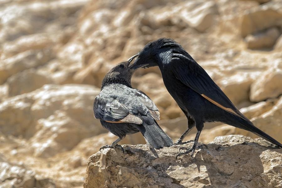 Raven Feeding Fledgling — Desert Wildlife Parental Behavior — Fine art canvas print by Naomi McLeod