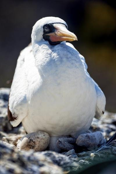 Nazca Booby Nesting — Galápagos Islands, Ecuador — Fine art canvas print by Naomi McLeod
