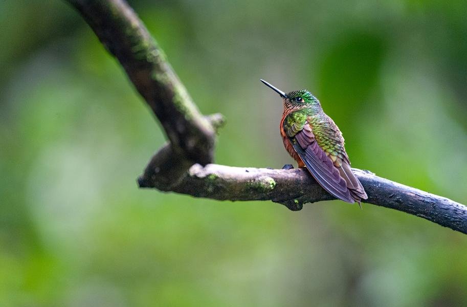 Hummingbird at Rest — Cloud Forest, Ecuador — Fine art canvas print by Naomi McLeod