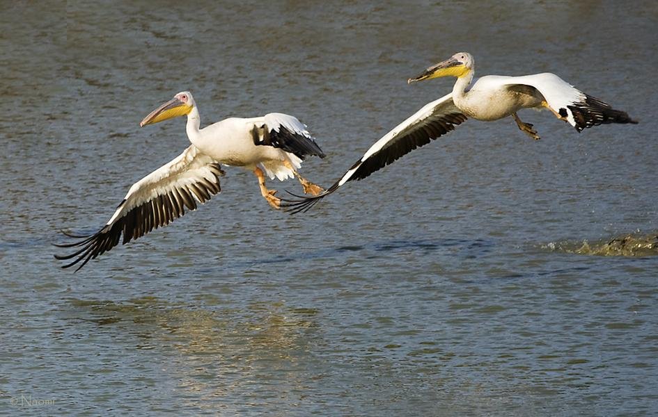 Pelicans in Flight — Synchronized Takeoff Over African Waters — Fine art canvas print by Naomi McLeod