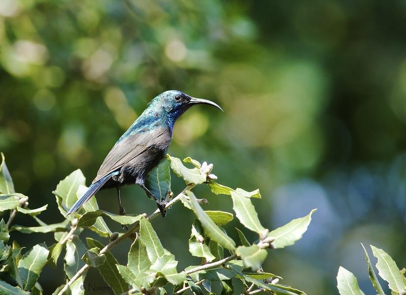 Sunbird Portrait — Iridescent Blue Plumage in Morning Light — Fine art canvas print by Naomi McLeod