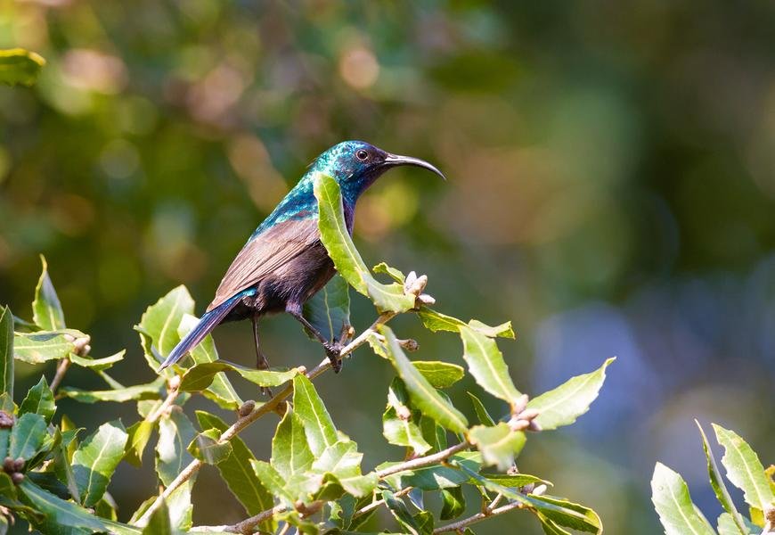 Iridescent Sunbird — African Wildlife Portrait — Fine art canvas print by Naomi McLeod