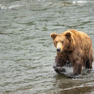 Grizzly Bear Crossing — Katmai National Park, Alaska