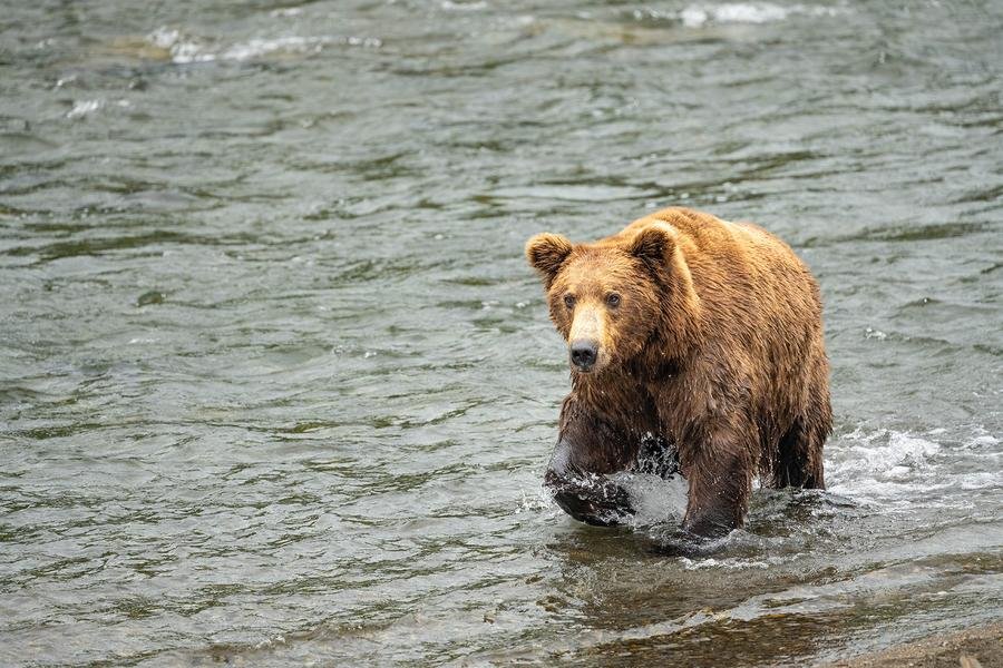 Grizzly Bear Crossing — Katmai National Park, Alaska — Fine art canvas print by Naomi McLeod