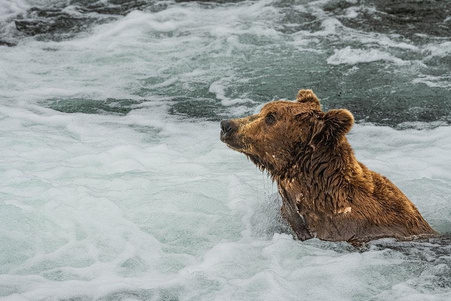 Brown Bear in Rapids — Katmai National Park, Alaska — Fine art canvas print by Naomi McLeod
