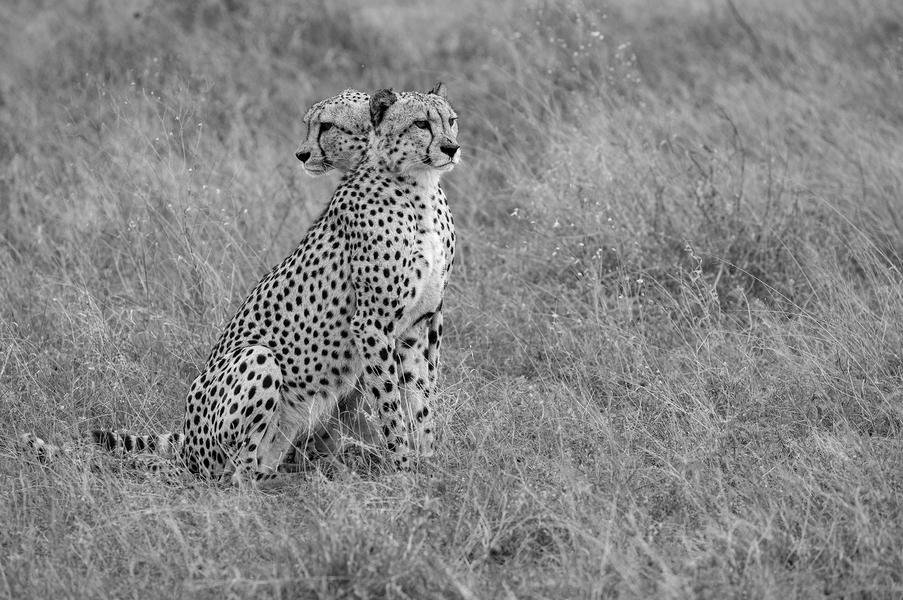 Cheetah Pair in Symmetry — Masai Mara, Kenya — Fine art canvas print