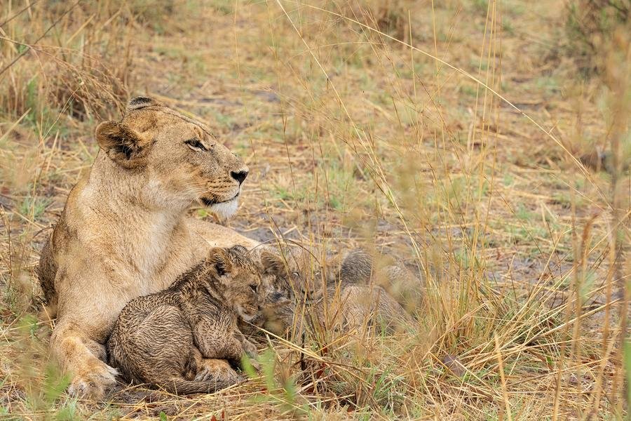 Lioness with Cubs — Nursing in the African Savanna — Fine art canvas print by Naomi McLeod