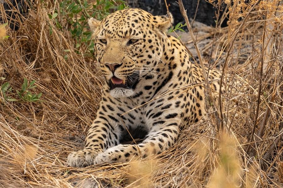 Leopard at Rest — Okavango Delta, Botswana — Fine art canvas print by Naomi McLeod