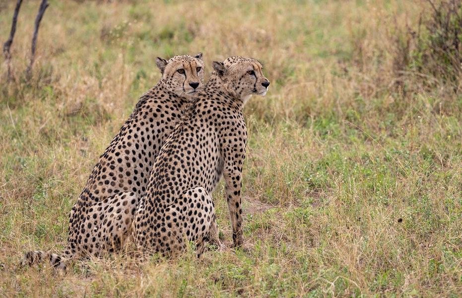 Cheetah Coalition — Brothers of the Serengeti, Tanzania — Fine art canvas print by Naomi McLeod