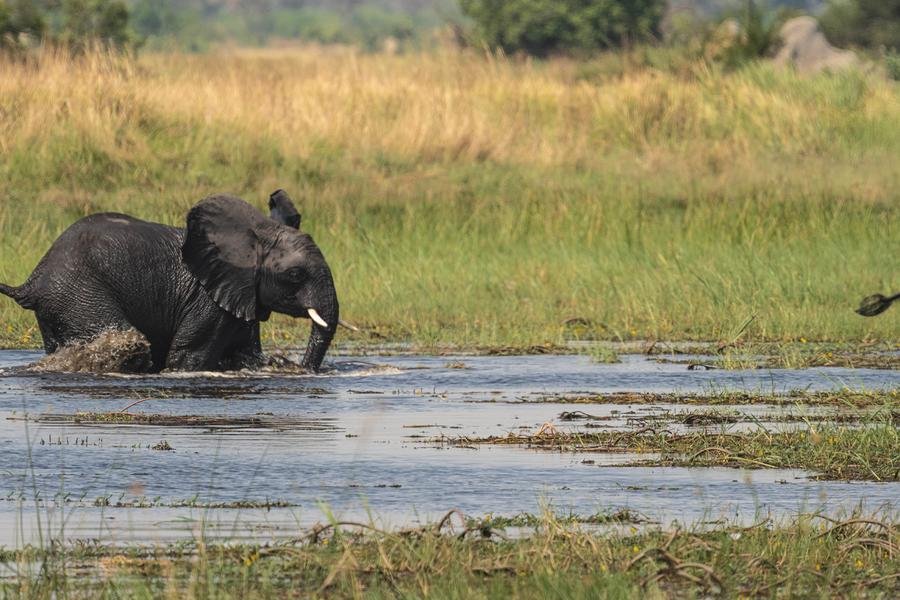 Elephant Crossing — Okavango Delta, Botswana — Fine art canvas print by Naomi McLeod