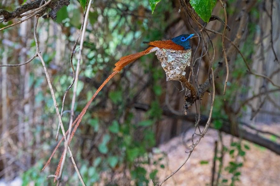 Paradise Flycatcher on Nest — African Wildlife Portrait — Fine art canvas print by Naomi McLeod