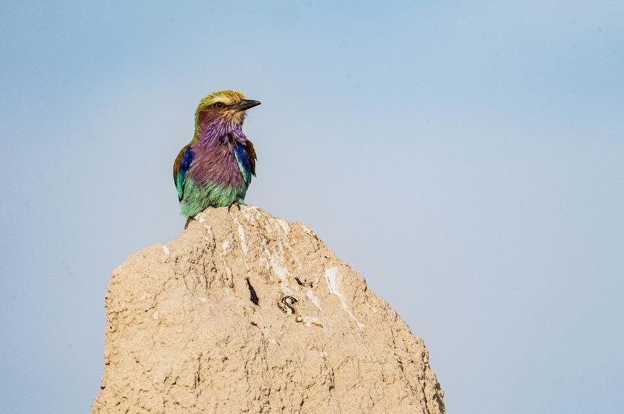 Lilac-Breasted Roller on Termite Mound — Chobe, Botswana — Fine art canvas print by Naomi McLeod
