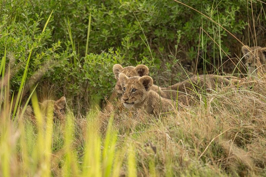 Lion Cubs in the Grass — Masai Mara, Kenya — Fine art canvas print by Naomi McLeod