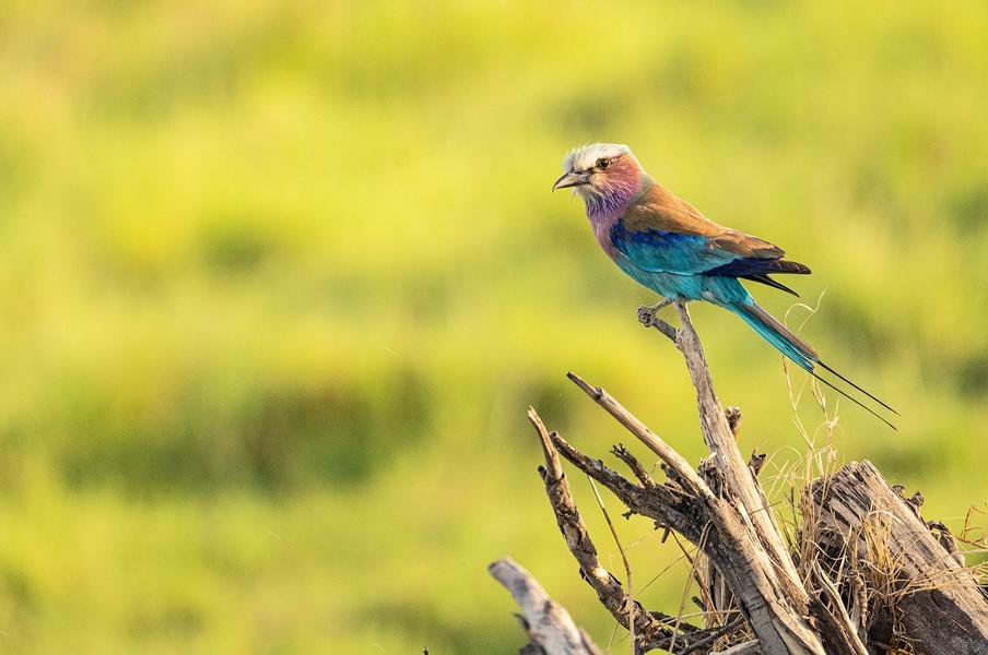 Lilac-Breasted Roller — Masai Mara, Kenya — Fine art canvas print by Naomi McLeod