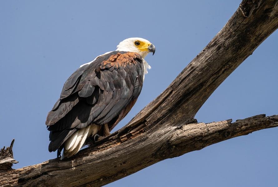 African Fish Eagle — Chobe National Park, Botswana — Fine art canvas print by Naomi McLeod
