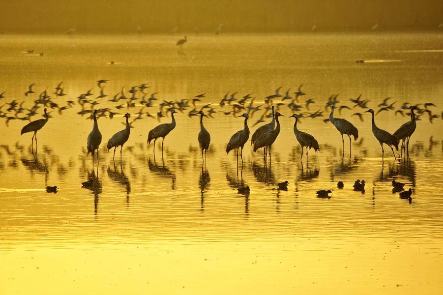 Cranes at Dawn — Golden Wetlands, Hula Valley — Fine art canvas print by Naomi McLeod