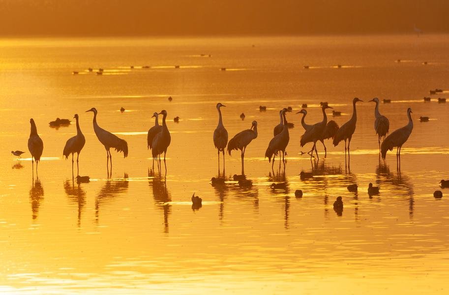 Cranes at Golden Hour — Silhouettes in Amber Light — Fine art canvas print by Naomi McLeod