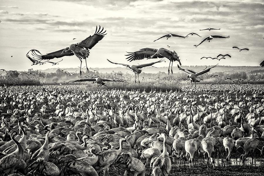 Crane Migration — Hula Valley, Israel | Fine Art Black and White — Fine art canvas print by Naomi McLeod