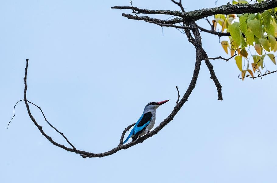 Woodland Kingfisher — African Safari Bird Photography — Fine art canvas print by Naomi McLeod