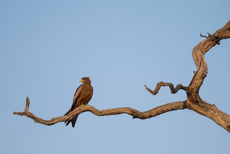 Sentinel — African Raptor on Dead Branch at Golden Hour — Fine art canvas print by Naomi McLeod